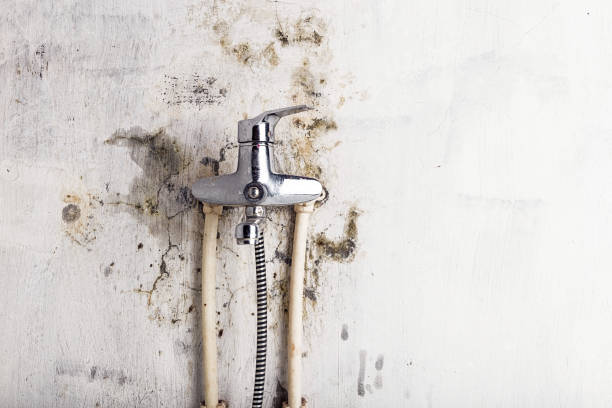 Best Emergency Mold Removal  in Gallipolis, OH