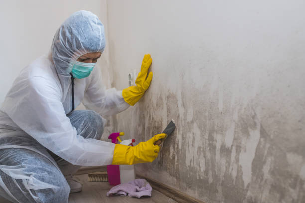 Best Same-Day Mold Removal  in Gallipolis, OH