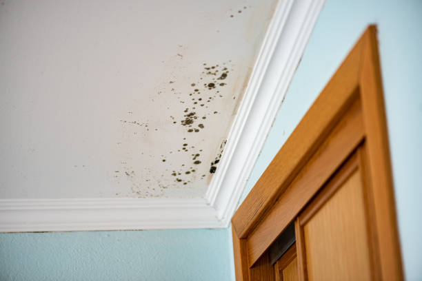 Mold Removal and Inspection in Gallipolis, OH