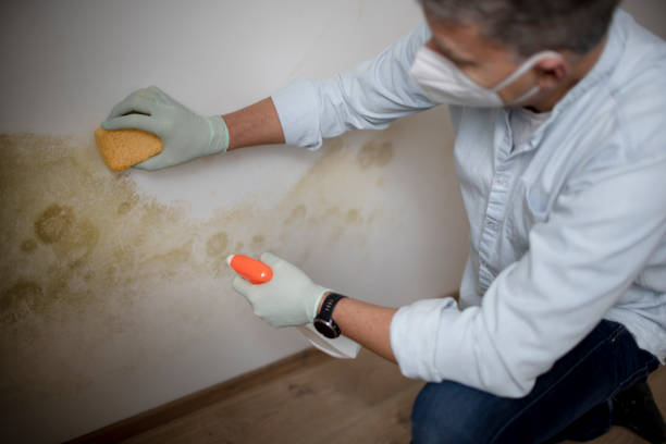 Best Professional Mold Removal  in Gallipolis, OH