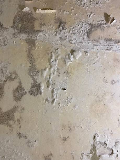 Best Mold Testing  in Gallipolis, OH