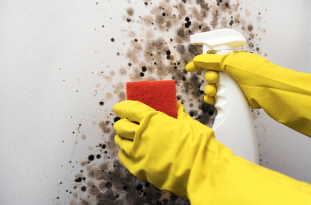 Best Water Damage Restoration  in Gallipolis, OH