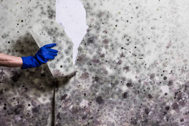 Best Crawl Space Mold Removal  in Gallipolis, OH