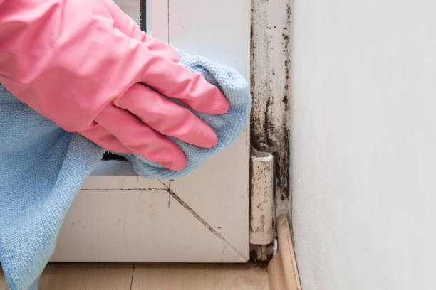 Best Certified Mold Removal  in Gallipolis, OH