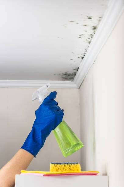 Certified Mold Removal in Gallipolis, OH